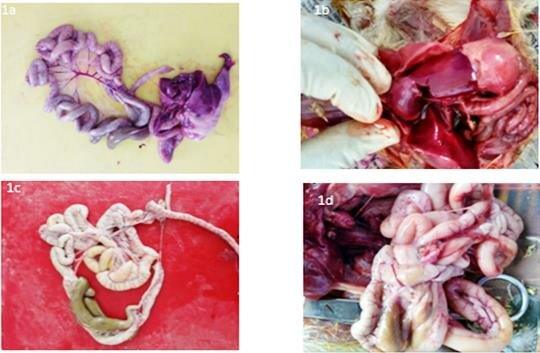 Internal Poultry Diseases and Post Mortem Examination