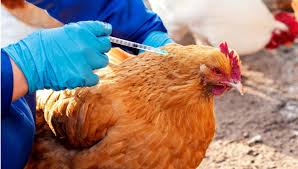 Chirongwa cheBaccination yehuku dzeCockerel: A Complete Guide