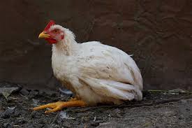 Coccidiosis Disease in Poultry Farming and How to Tackle It