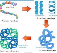 Structure and Classification of Proteins Structure and Classification of Proteins