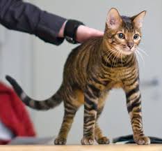 Complete List of Exotic Cat Breeds