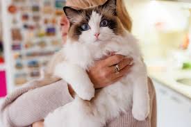 The 14 Top Friendliest Cat Breeds for You