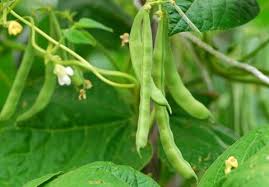 Beans Farming (Phaseolus vulgaris) Complete Growing Guide for High Yields