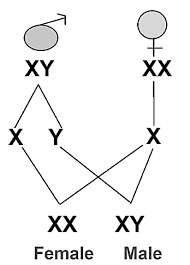Sex Determination Mechanism in Animals and Plants Sex Determination Mechanism in Animals and Plants