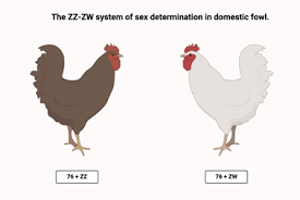 Sex Determination Mechanism in Animals and Plants Sex Determination Mechanism in Animals and Plants