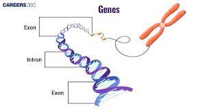 Types of Genes Types of Genes