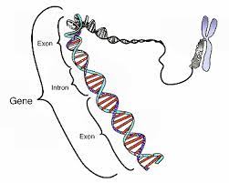 Types of Genes