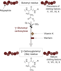 Functions of Vitamins and Coenzymes