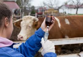 Treatment and General Drug Administration Techniques in Livestock Treatment and General Drug Administration Techniques in Livestock