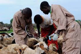 Treatment and General Drug Administration Techniques in Livestock Treatment and General Drug Administration Techniques in Livestock
