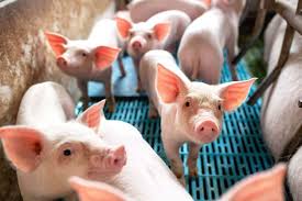 Advantages and Disadvantages of Pig Farming