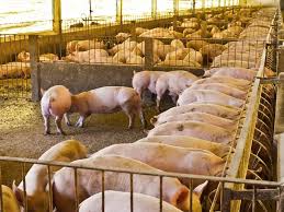 Management Practices in Swine Production