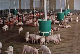 Management Practices in Swine Production Management Practices in Swine Production