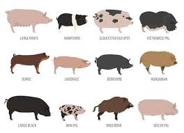 Indigenous and Exotic Breeds of Swine