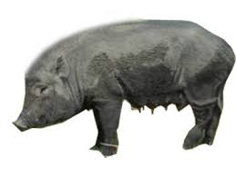 Indigenous and Exotic Breeds of Swine Indigenous and Exotic Breeds of Swine