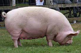 Indigenous and Exotic Breeds of Swine Indigenous and Exotic Breeds of Swine