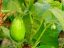 Clean Your Kidney Now With Garden Egg Leaves