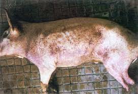 Diseases in Pig Farming and Their Management