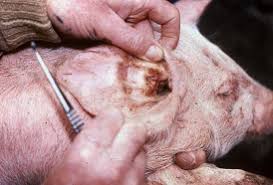 Diseases in Pig Farming and Their Management Diseases in Pig Farming and Their Management