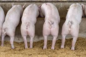 Diseases in Pig Farming and Their Management Diseases in Pig Farming and Their Management
