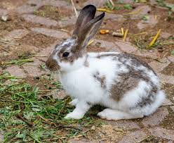 Rabbit and Its Characteristics