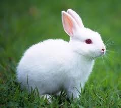 Rabbit and Its Characteristics Rabbit and Its Characteristics