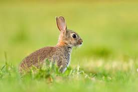 Rabbit and Its Characteristics Rabbit and Its Characteristics