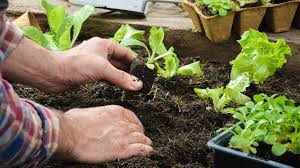 The Basics of Planting and Growing a Vegetable Garden