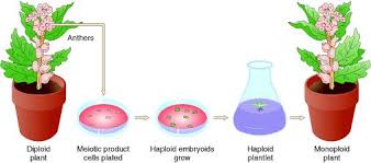 Occurrence and Production of Monoploids