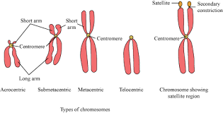 Variations in Chromosome Structure