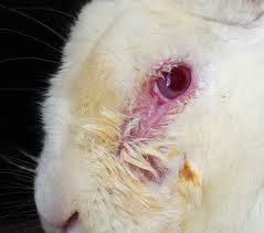 Rabbit Diseases and Their Management Rabbit Diseases and Their Management