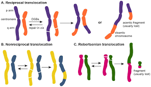 Types and Consequences of Translocation