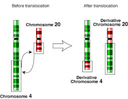 Types and Consequences of Translocation Types and Consequences of Translocation