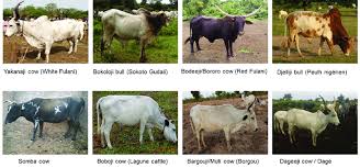 Things You Should Know About Nigeria Breeds of Cattle Things You Should Know About Nigeria Breeds of Cattle