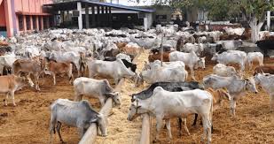 Importance and Classification Of Cattle
