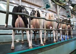 Milking Process in Dairy Farming Milking Process in Dairy Farming