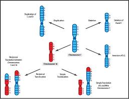 An Overview of Variation in Chromosome Number
