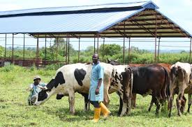 Factors Affecting Successful Pasture Establishment in Nigeria