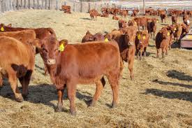 Management Of Beef Cattle in Agriculture Management Of Beef Cattle in Agriculture