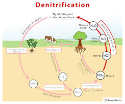 Denitrification and Dinitrogen Complexes Guide