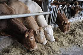 Feed and Materials For Ruminant Animals: Types And Importance