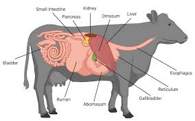 Digestive Anatomy of Ruminants