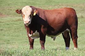 Management of Breeding Stock in Cattle Management of Breeding Stock in Cattle