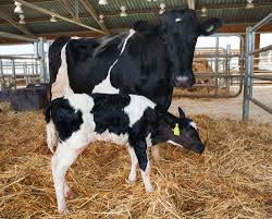Management of Breeding Stock in Cattle Management of Breeding Stock in Cattle
