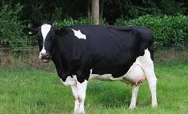 Management of Breeding Stock in Cattle Management of Breeding Stock in Cattle
