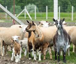 Different Breeds of Sheep and Goats