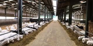 Guide to Proper Housing in Sheep and Goat Production Guide to Proper Housing in Sheep and Goat Production