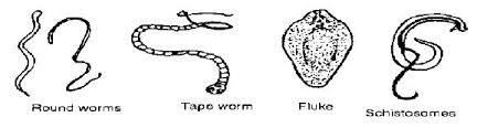 Internal Parasites of Ruminants