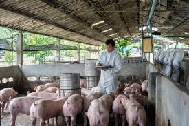 Advantages and Disadvantages of Pig Farming Business Advantages and Disadvantages of Pig Farming Business
