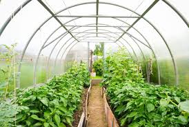 Definition and Historical Background of Horticulture